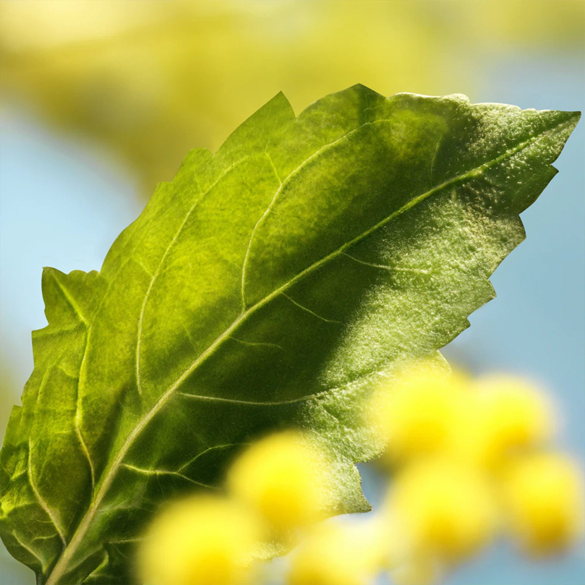 Eden by Cacharel - Apa de parfum dama - 30 ml