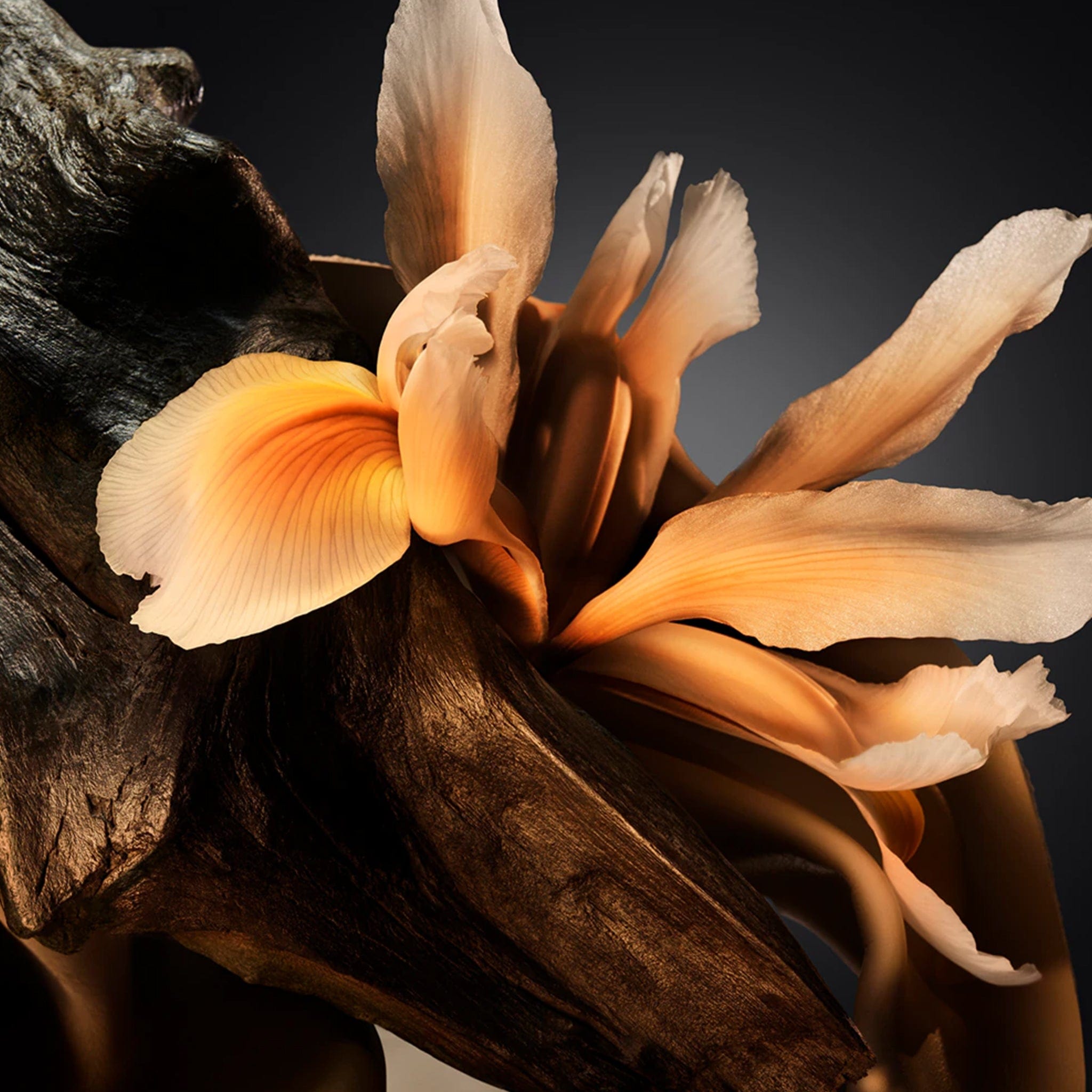 Bottled Parfum by Hugo Boss - Parfum barbati - 50 ml