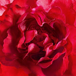 Mon Guerlain Bloom of Rose Eau de Parfum 100ml