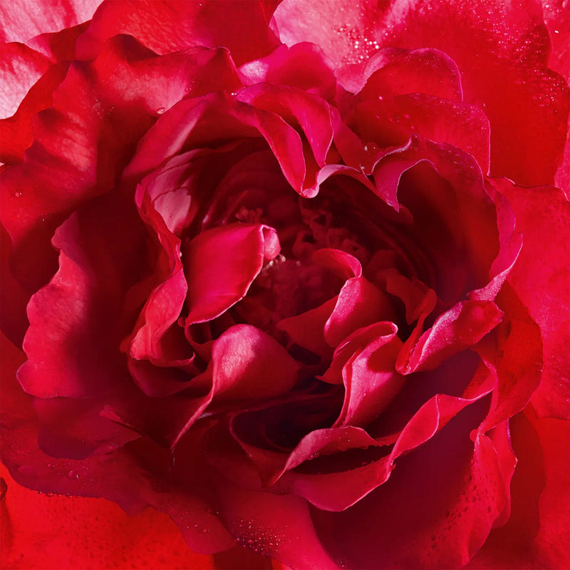 Mon Guerlain Bloom of Rose Eau de Parfum 100ml