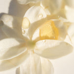 Vanilla Extasy